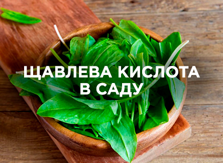 Использование щавелевой кислоты на дачном участке Использование щавелевой кислоты на дачном участке