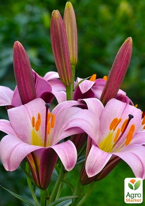 

Лілія Трубчаста Pink Planet