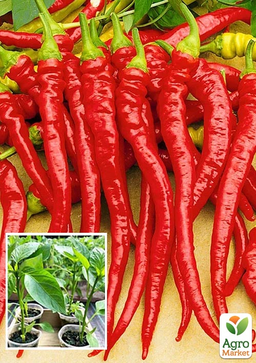 Рассада Перец острый «Язык Дракона» (фермерское взращивание), 1шт в упаковке