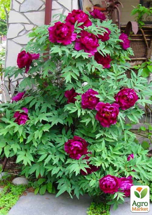 

Пион древовидный Purple Р9