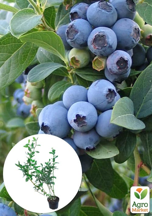 

Лохина 3-х річна Блюкроп (Bluecrop) С5 висота 70-90см