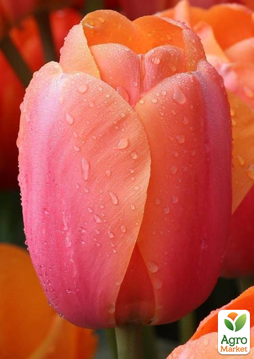 

Тюльпан Apricot Impression