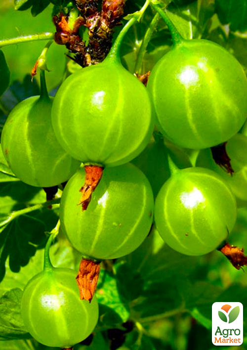 

Крыжовник Малахит (среднеранний срок созревания)