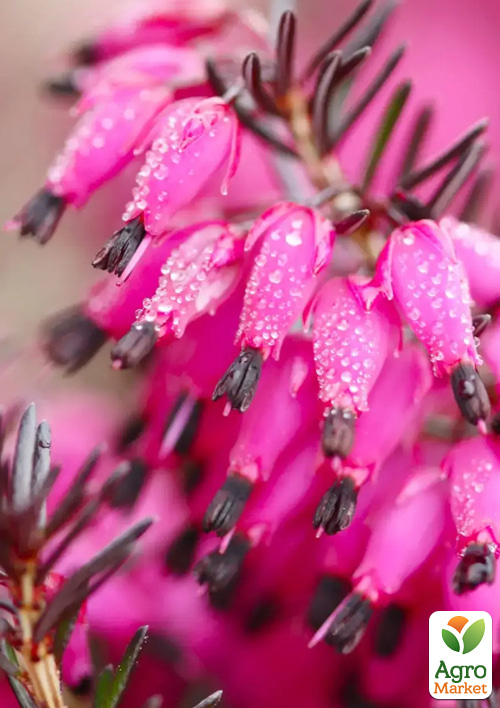 

Эрика дарленская 2х-летняя Bordo вазон С1.5