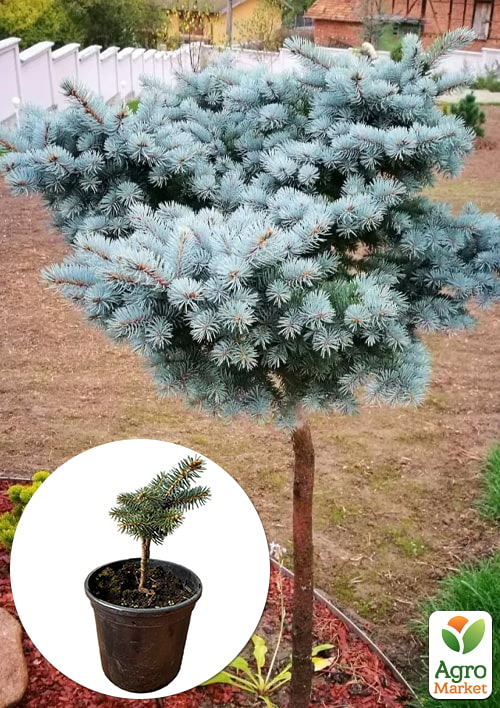

Ялина щеплена 2-х річна блакитна Globosa С1.5, висота 15-20см