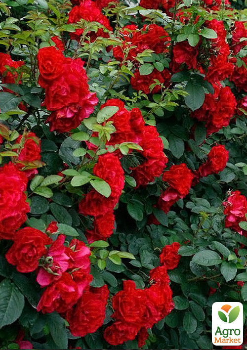 

Троянда шрабова Hansaland