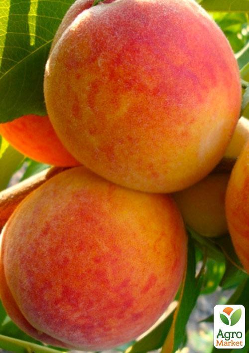 

Персик Коллинз (летний сорт, среднеранний срок созревания)