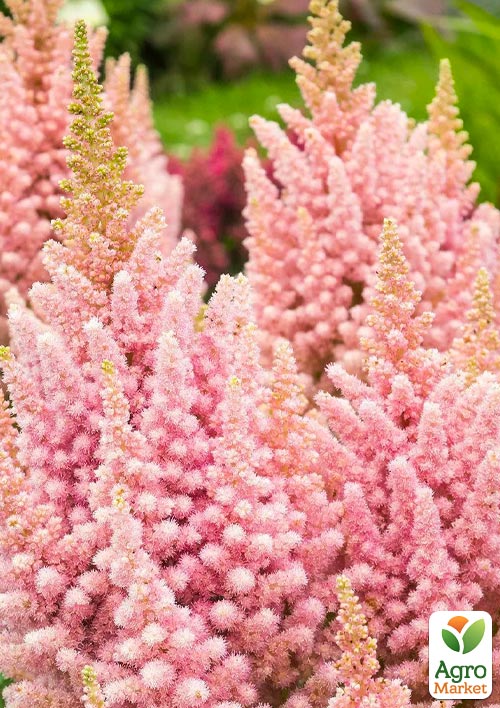 

Астильба Vision Inferno (низькоросла)