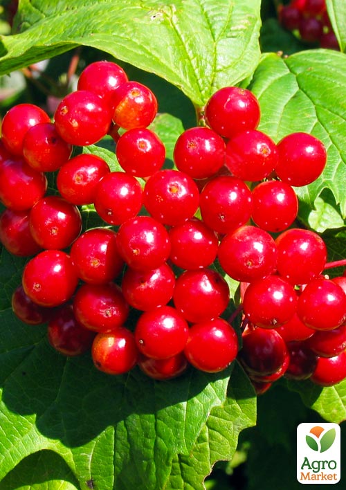 

Ексклюзив! Калина рубіново-червона Синичка (Snick) (преміальний високоврожайний сорт, хороша лежкість)