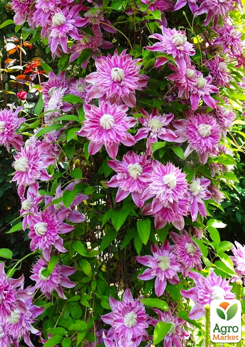 

Ексклюзив! Клематіс Біатріс (Beatrice) (махровий сорт)