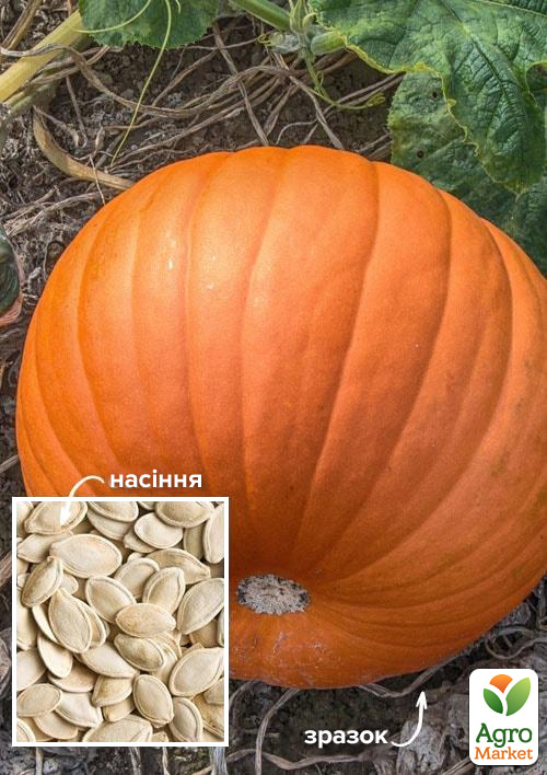 

На развес Тыква Золушка ТМ Весна цена за 10г