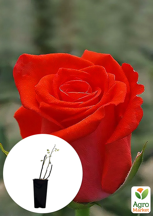 

Троянда чайно-гібридна Корвет у контейнері, вищий сорт