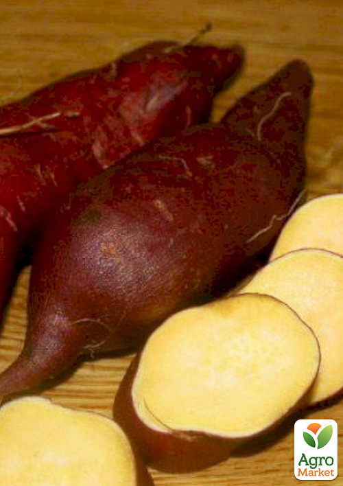 

Батат Lira (солодка картопля) маточна бульба