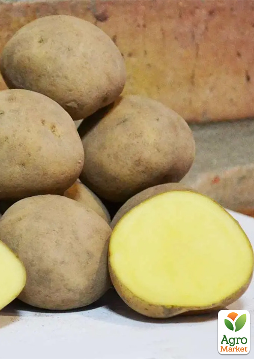 Картофель "Твистер" семенной ранний (1 репродукция) 1кг