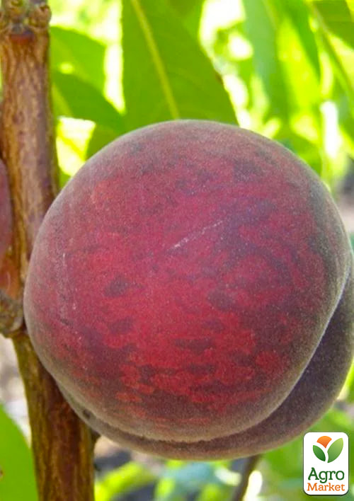 

Персик Красна девица (летний сорт, средне-поздний срок созревания)