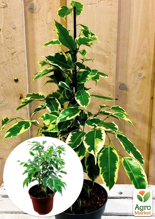 

Фікус Бенджаміна варієгатний «Саманта» (Ficus benjamina Samantha) вазон Р9