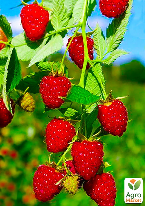

Малина Гусар (среднеранний срок созревания) 1-летний саженец