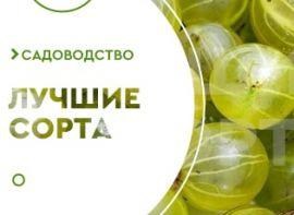 Кращі сорти агрусу для України - корисні статті про садівництво від Agro-Market