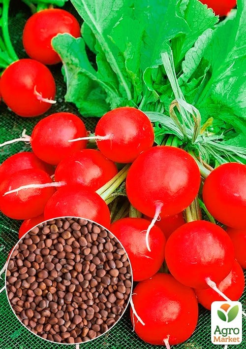 

Редис Королева рынка (Зипер) ТМ Весна 7г