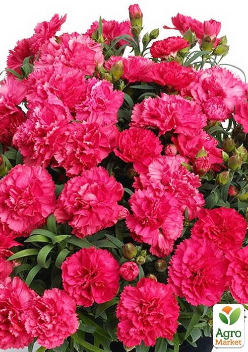 

Гвоздика Махрова Sunflor Allura (контейнер № 10, висота 10 см)