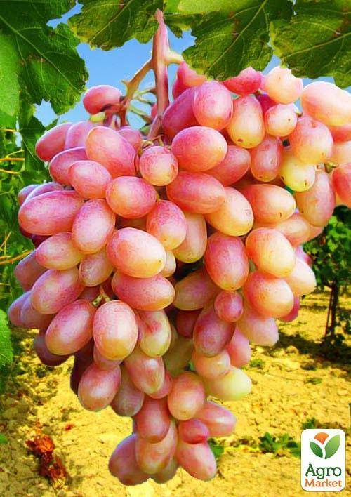 

Виноград Юбилей Новочеркасска (ранний срок созревания, 2-3 урожая за сезон)