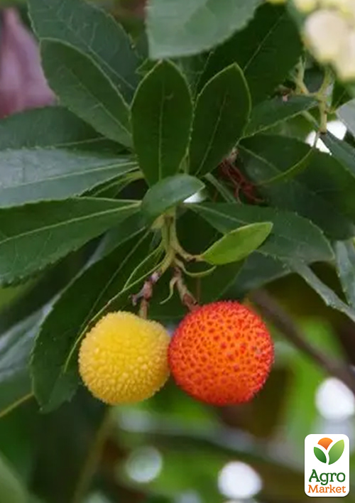 

Арбутус рожевоцвітний «Cobra» (суничне дерево) вазон Р9