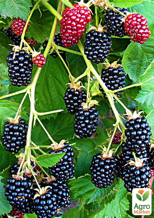 

Ежевика ремонтантная Прайм Джим (Prime Jim)