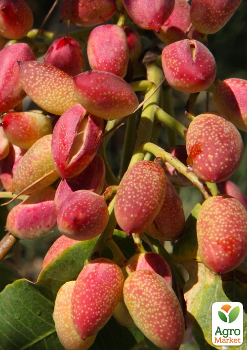 

Фісташка Гірська Перлина (смачний горіх з солодкувато-ніжним присмаком)