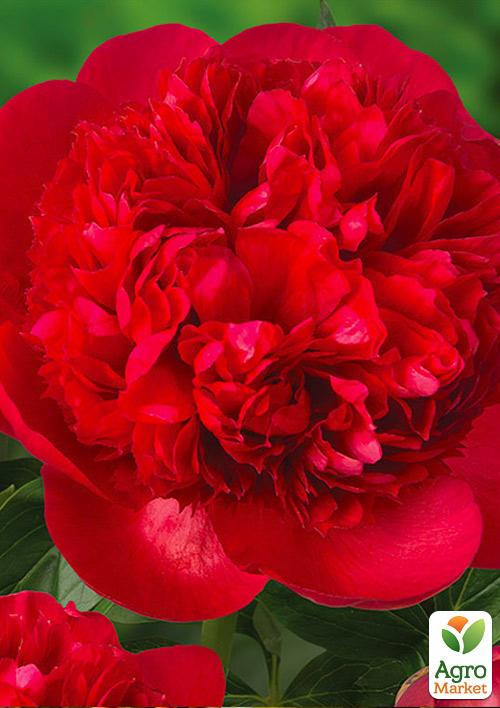 

Пион травянистый Red Supreme 1шт в упаковке