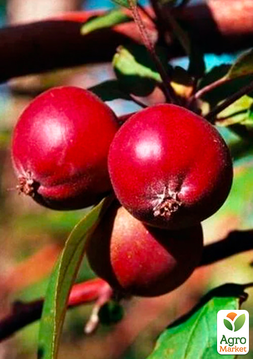 

Яблуня Недзвецького (райське яблучко) (осінній сорт, середній термін дозрівання)