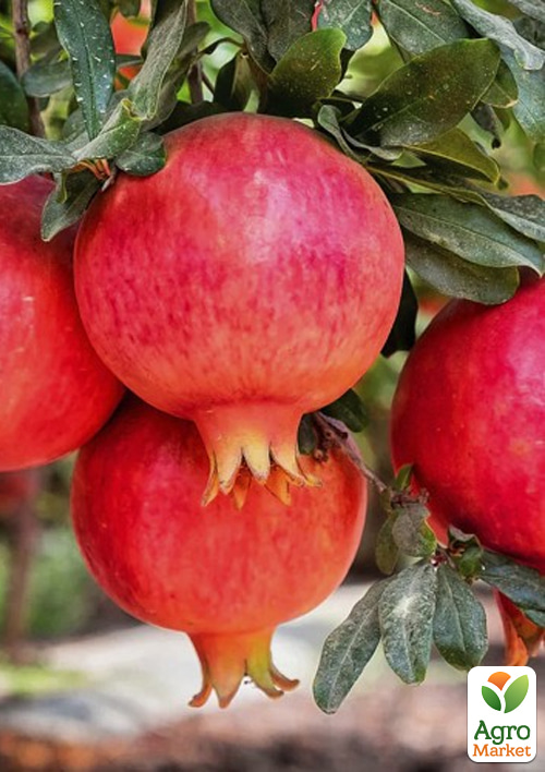 

Гранат «Азіатський» (морозостійкий сорт, середній термін дозрівання)