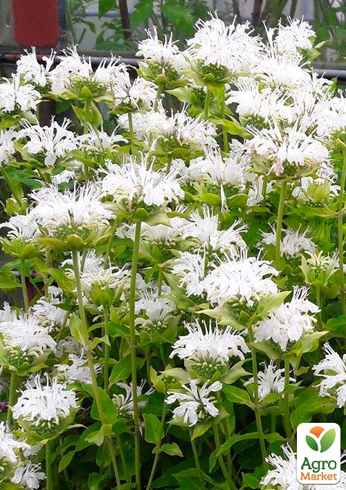 

Бергамот (Монарда) Schneewittchen