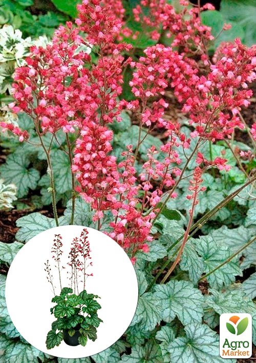 

Гейхера (Heuchera) Paris С1 (высота 15-30см)