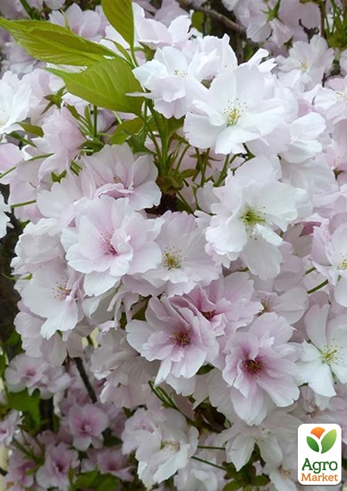 

Сакура колоновидна Аманогава (Amanogawa) висота 100см