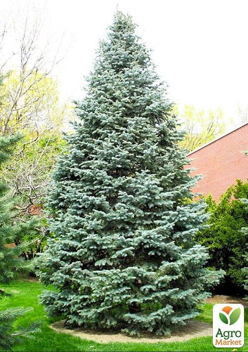 

Пихта Калифорнийская голубая 3-х летняя (Abies concolor glauca) высота 20-40 см