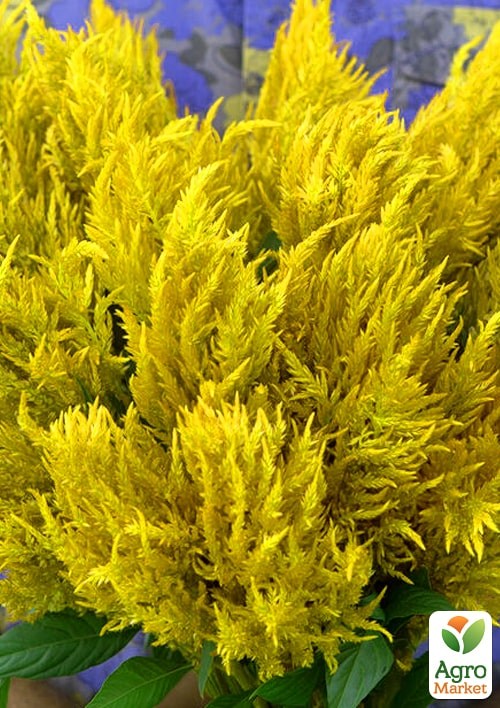 

Целозия серебристая Sunday Yellow
