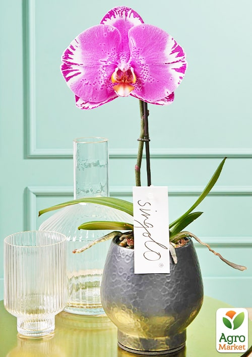 Орхидея (Phalaenopsis) "Singolo Victorio" 1 саженец в упаковке (комнатный) Нидерланды