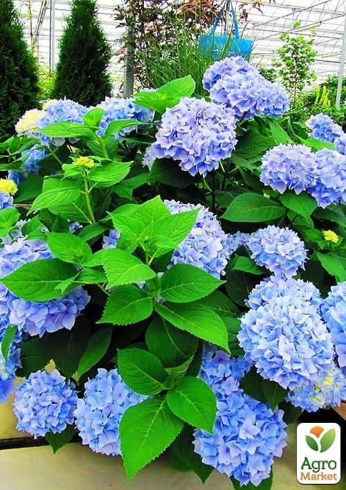 

Гортензия крупнолистная голубая Голубая нежность (Blue tenderness)
