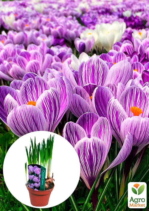 

Крокус крупноцветковый Pickwick укорененный