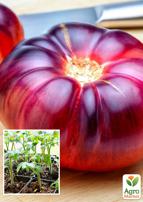 

Рассада Томат Мар Азул (фермерское взращивание) крупный, 1шт в упаковке