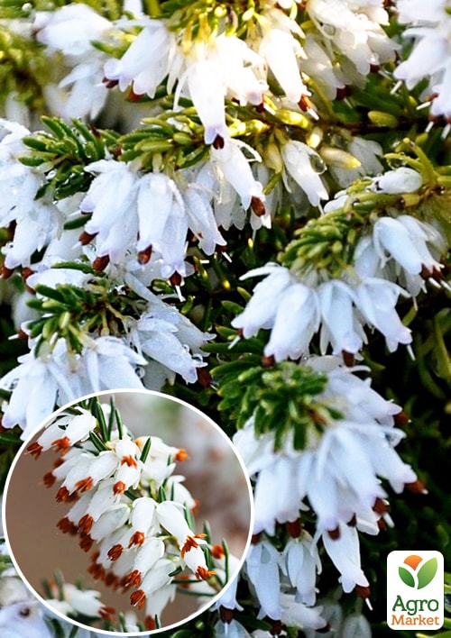 

Вереск вечнозеленый Veluwe