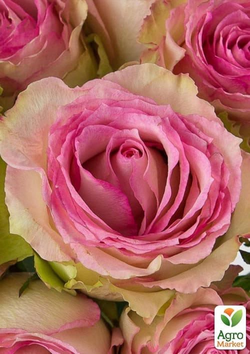 

Троянда чайно-гібридна Есперанса (саджанець класу АА+) вищий сорт