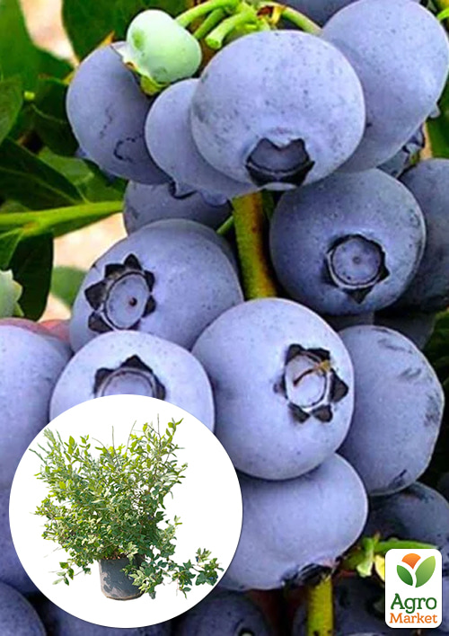 

Лохина 5-річна «Бонус» (Bonus) у контейнері 40 л