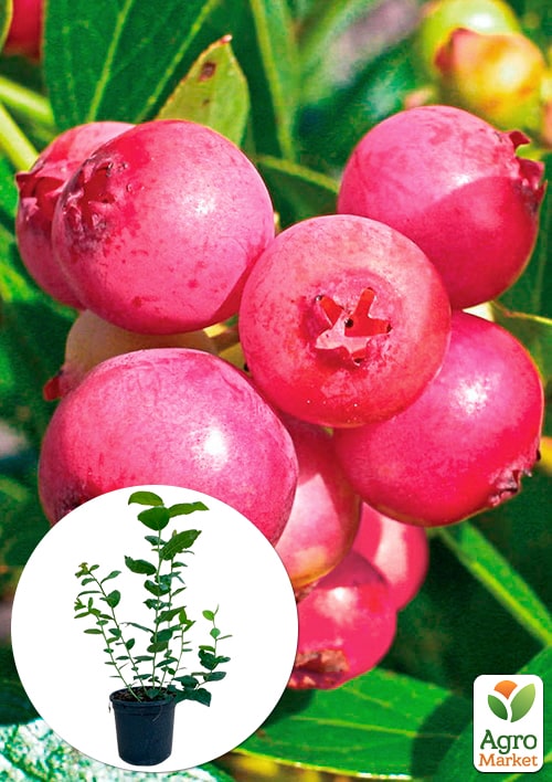 

Лохина (чорниця садова) 2 роки Пінк Лимонад