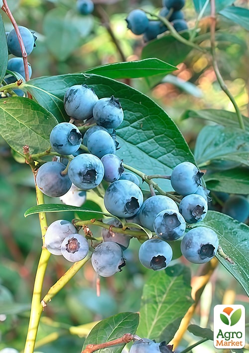 

LMTD Голубика Patriot (сортовая, укорененная) высота 50-70см