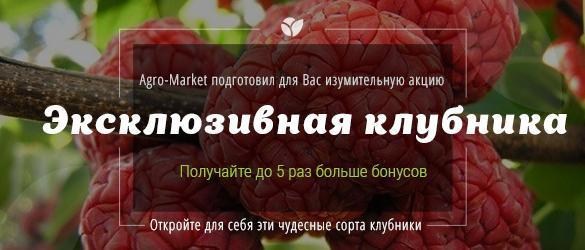 Получайте до 5 раз больше бонусов при покупке эксклюзивных и не только сортов клубники Получайте до 5 раз больше бонусов при покупке эксклюзивных и не только сортов клубники