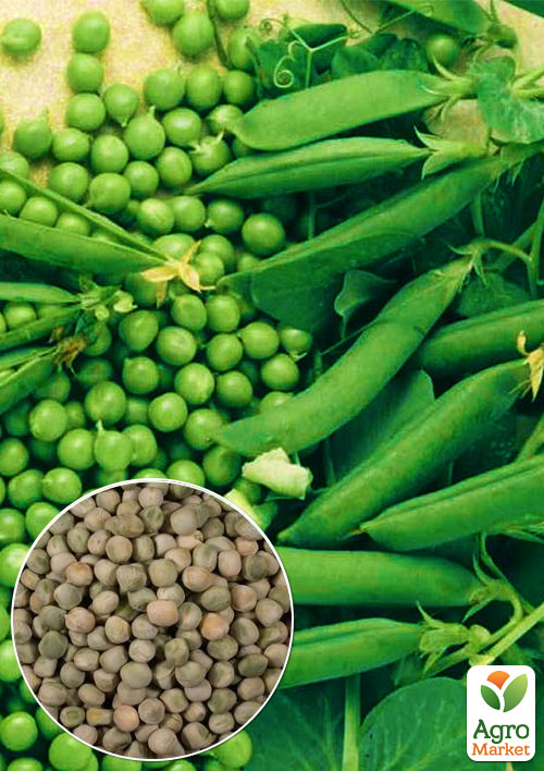 

На вагу Горох овочевий Азарт ТМ Весна ціна за 50г