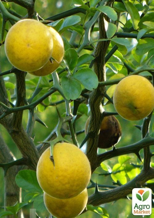 

Понцірус Trifoliata (дикий лимон)