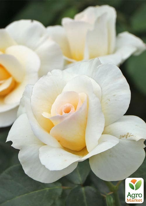 

Роза чайно-гибридная Grand Nord (саженец класса АА+) высший сорт