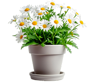 Ромашка Ромашка